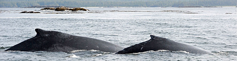 Humpback Whales in Clayoquot Sound