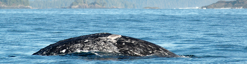 Gray Whales & Humpback Whales